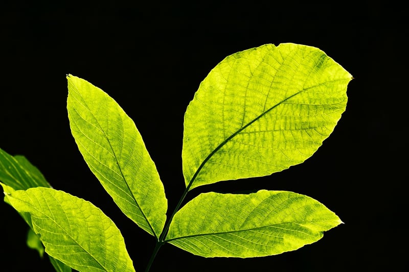 Leaf Printing